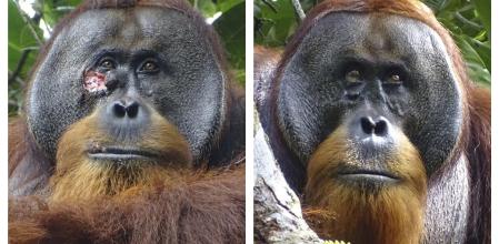 Documentaron caso de orangután que elaboró ungüento para curarse una herida en su rostro