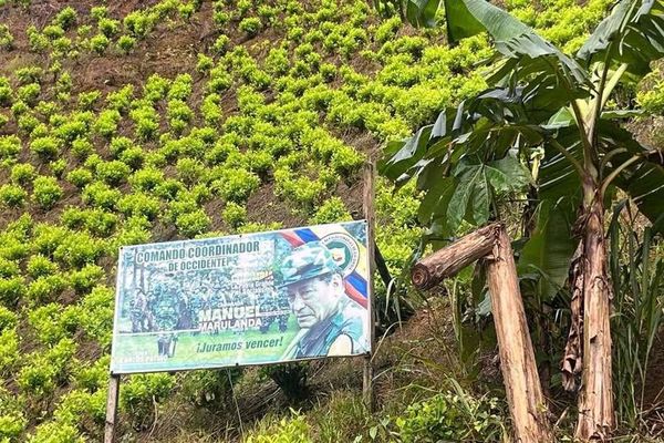 ‘Yo quiero ver un Micay cafetero, cacaotero y no cocainero; si lo logramos hay paz’, presidente Petro