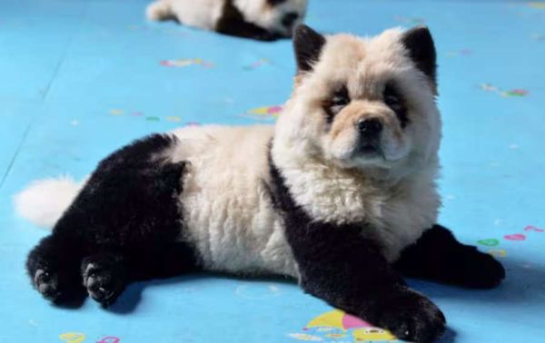 ¡Qué descaro! Zoológico chino pintaba perros para hacerlos pasar por osos pandas