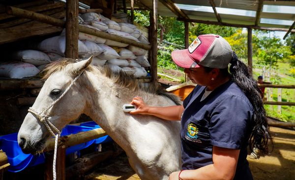 Alcaldía verifica estado de equinos que hicieron parte del proceso VTA