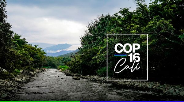 Minambiente cambia fechas de presentación de la COP16 en medio de amenazas de las disidencias