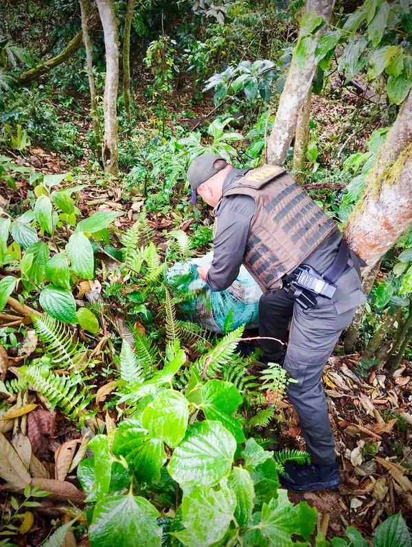 Encuentran cargamento de marihuana en la vereda Julumito  de Popayán