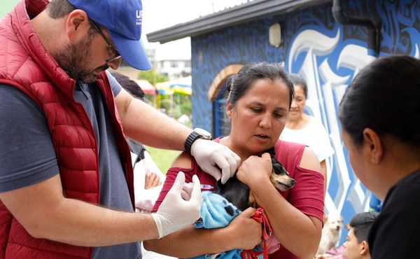 Declaran alerta por brote de rabia en la zona centro del Cauca: preocupación en Popayán