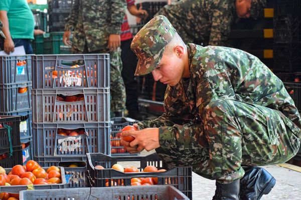 Llegó a Cali la primera cosecha de tomates de productores de Argelia , Cauca