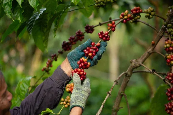 Más de 20 mil millones para proyectos productivos en el Cauca