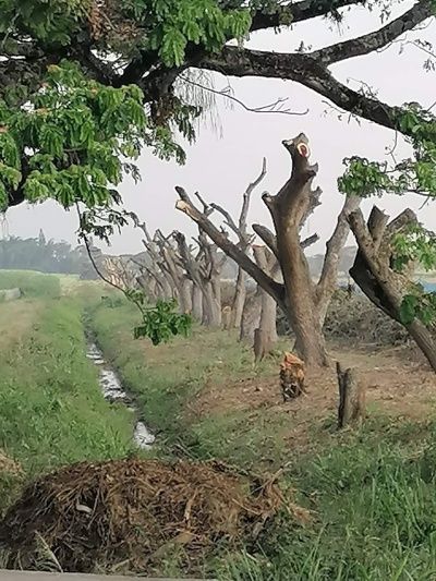 Denuncian arboricidio en Villa Rica