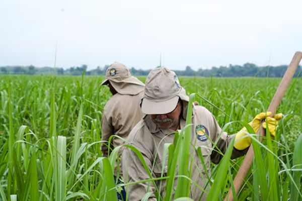 Trabajador de Asocaña fue secuestrado en el norte del Cauca