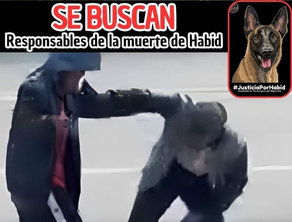 (Vídeo) Justicia para "Habid" un perro asesinado por caminantes venezolanos en Tunía, Cauca