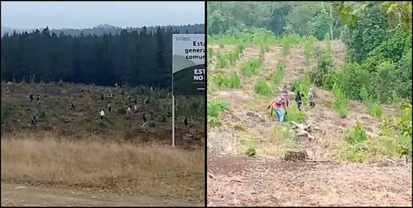 (Vídeos) encapuchados invaden predio privado en Cajibío, Cauca