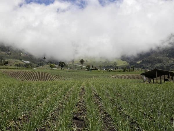 Llega Petro al Cauca para hacer histórica entrega de tierras