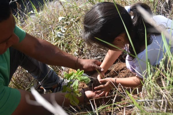 Gobernación del Cauca pone en marcha iniciativa planta árboles para concienciar sobre la violencia de género