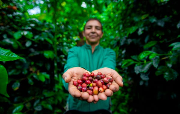 Conozca las semifinalistas del concurso de cafés especiales cultivado por mujeres