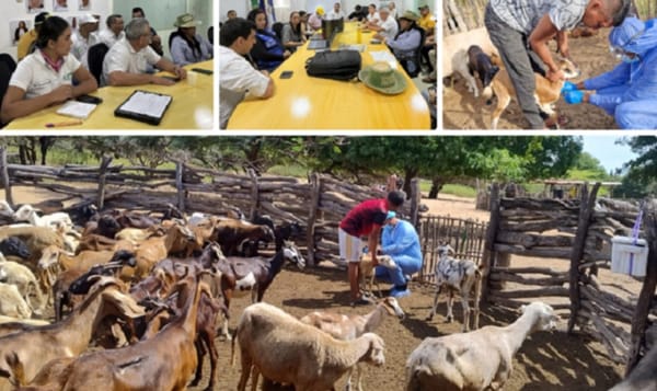 Con 20 mil dosis inició plan de vacunación de ovinos y caprinos en La Guajira