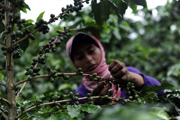 No todo es guerra: Cauca se consolida como potencia cafetera