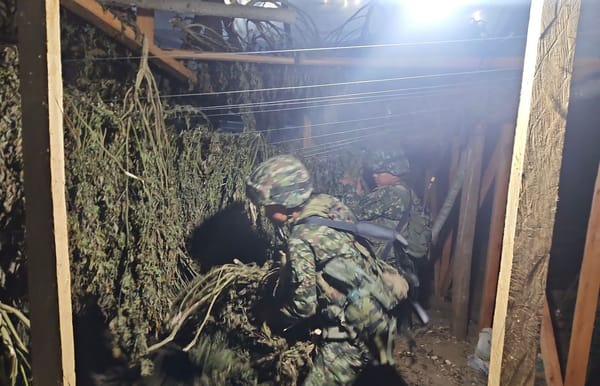 Ejército incautó más de una tonelada de marihuana en el Cauca