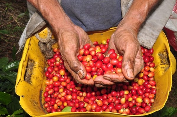 Caficultura caucana se internacionaliza en el Coffee Fest Madrid 2025