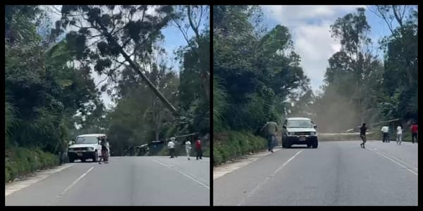 Vídeo: así se salvaron de ser alcanzados por un gigantesco árbol en la Panamericana