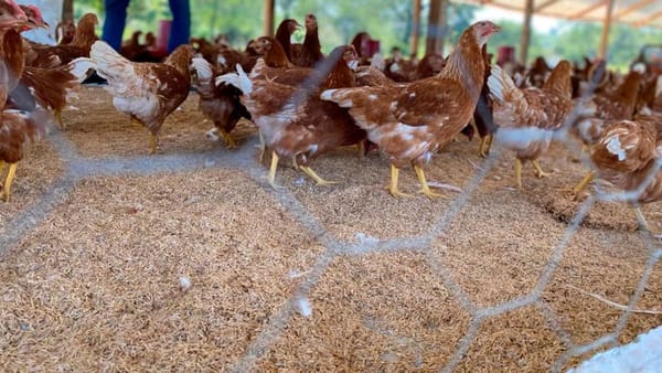 Proyecto de gallinas ponedoras de firmantes de paz en Santander de Quilichao recibe importante inversión