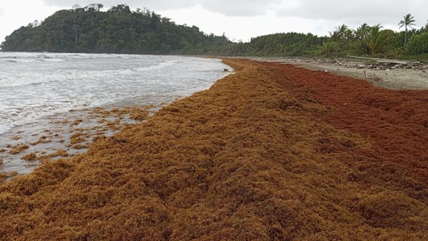 Alerta ambiental en Chocó: llegada masiva de sargazo amenaza ecosistemas y comunidades