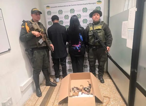 ¡Qué bestias! Extranjeros capturados por tratar de sacar del país a seis monos escondidos en sus partes íntimas