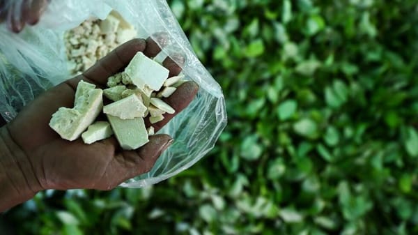 Gobierno de Gustavo Petro confronta a la ONU tras informe sobre incremento mundial de cocaína
