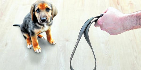 Mató un perro porque se le comió su almuerzo