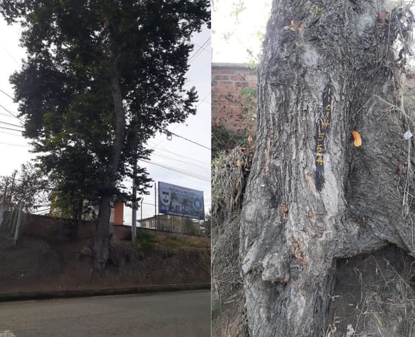 Nada que talan este árbol enfermo que amenaza con colapsar en la Vereda de Torres