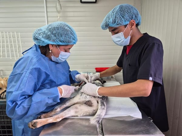Jornadas de esterilización gratuitas en Popayán