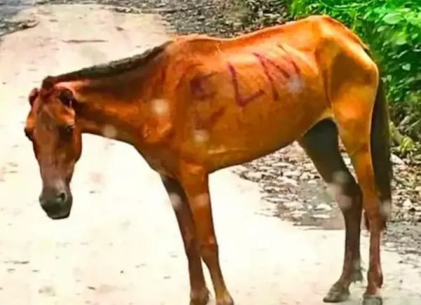ONU condenó el uso de animales en el conflicto armados que vive Colombia tras uso de burro cargado con explosivos