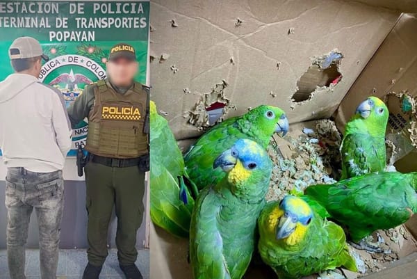 Judicializado por tráfico ilegal de fauna silvestre en Popayán