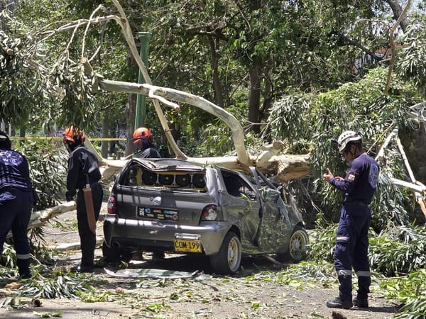 ¡Tremendo susto! Árbol cayó frente a estación de Policía y pensaron que era un atentado