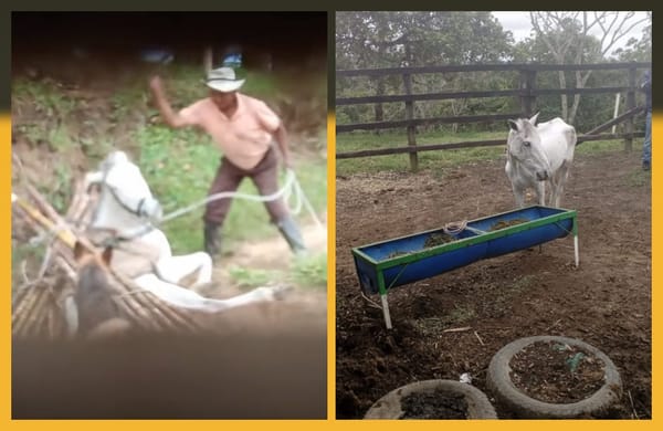 Caballo maltratado con machete fue rescatado por la Policía en zona rural de El Tambo, Cauca