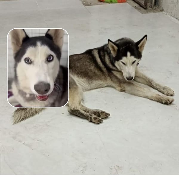 "La alcaldía de Popayán le da la espalda de Milagros, la perrita que se salvó de morir luego de ser sometida a una eutanasia casera"
