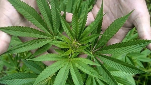 Colombia: se reglamentará el uso no recreativo de la marihuana