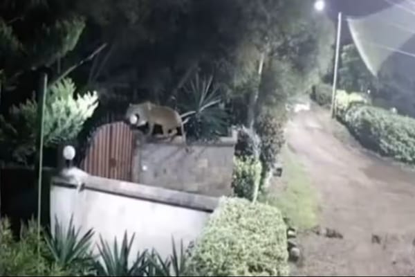 Leona ingresó en una casa y se llevó a un Rottweiler de 75 kilos de peso