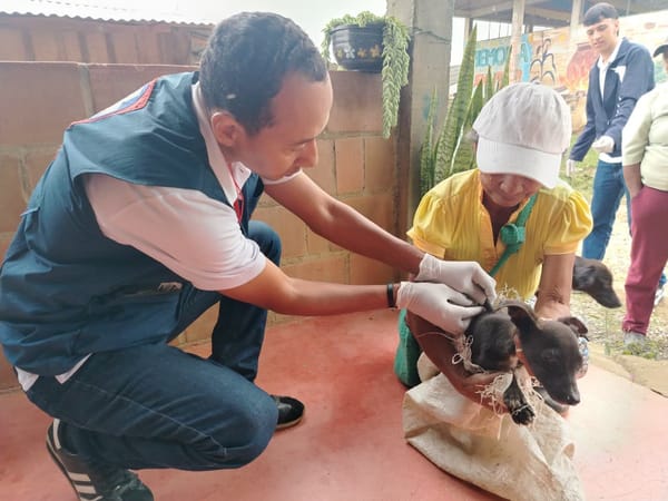 Cauca avanza en bienestar animal: más de 900 mascotas fueron vacunadas contra la rabia en Corinto