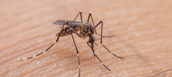 Cauca supera los mil casos de dengue en lo corrido del año y autoridades encienden alertas