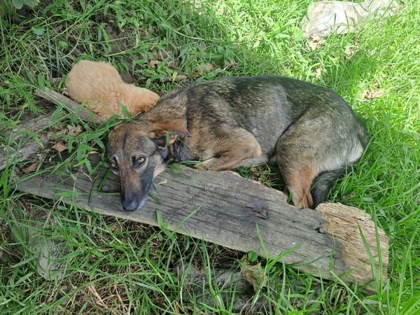La titánica tarea de ubicarle un hogar a esta perrita, tras ser abandonada con sus cachorros en la vía Popayán-Coconuco