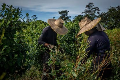 Más de 7.000 campesinos cocaleros llegarán a El Bordo, El Patía, para exigir diálogo con el Gobierno
