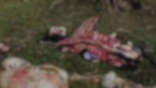 Ganaderos del Cauca denuncian intimidaciones, abigeato y presiones para abandonar sus tierras