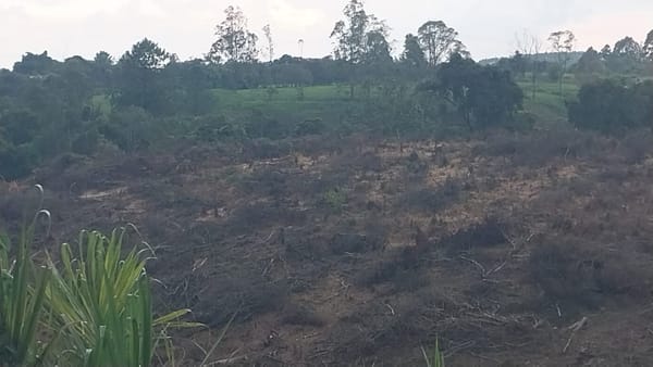 Desastre ambiental en la Vereda Morinda: Talan reducto de selva virgen y sepultan cinco nacimientos de agua