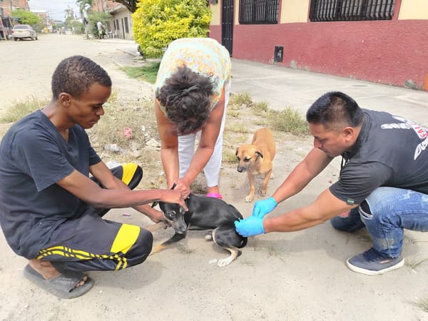 Más de 1.400 mascotas vacunadas: Secretaría de Salud del Cauca lidera jornada antirrábica en Puerto Tejada