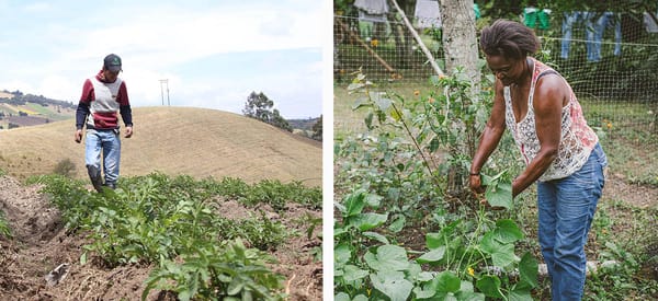 Sector agropecuario continúa siendo generador de empleo al iniciar 2026