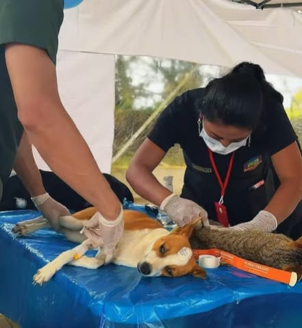 Cajibío promueve el bienestar animal con jornada gratuita de esterilización
