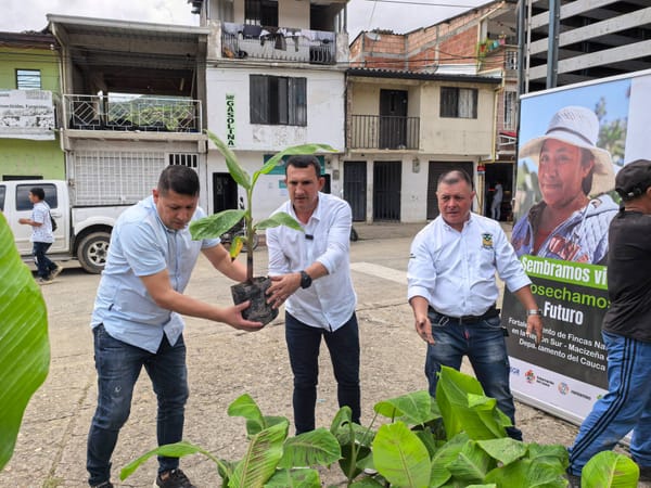Gobernación del Cauca fortalece proyectos rurales en La Vega con entrega de colinos y apoyo productivo