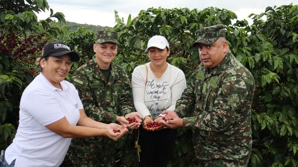 Café para la paz: el Ejército Nacional impulsa la sustitución de cultivos ilícitos en el Cauca