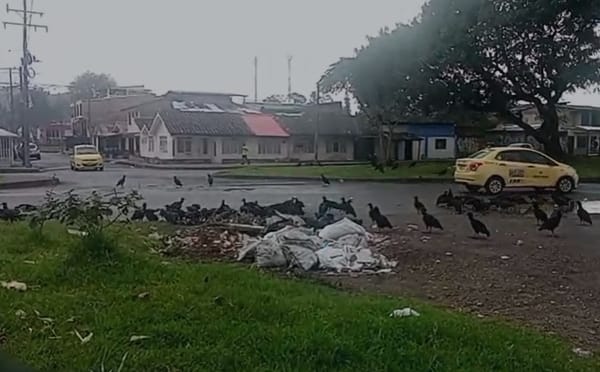 En Popayán las comunidades ya caminan en medio de los gallinazos cuando estos se pelean por los desperdicios