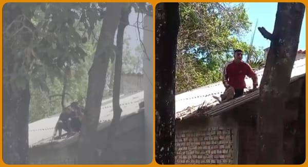 Momentos de tensión: frustran fuga de delincuentes de la carceleta Laura Valencia