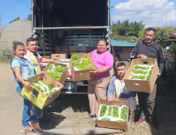 Entregan plántulas de ají habanero a familias víctimas del conflicto en el Cauca