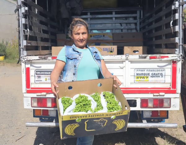 Segunda entrega de plántulas de ají habanero en Popayán: una apuesta por la transformación social y agrícola en el Cauca